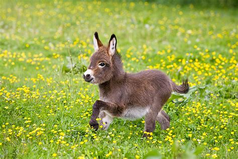 Miniature Animals Are Too Cute For Words Slapped Ham