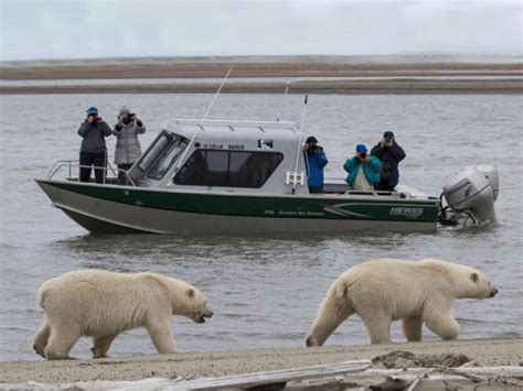 8 Ways To See Polar Bears In The Wild Travel Channel