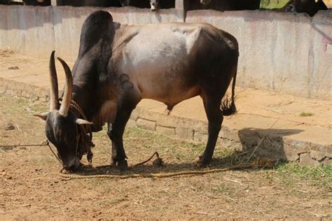 Amrit Mahal Cattle Breed Facts Features Characteristics Agri Farming