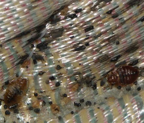 Close Up Of Bed Bugs On Mattress Flickr Photo Sharing