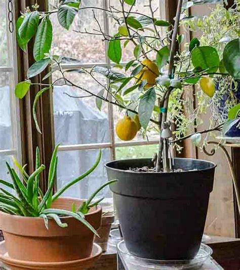 Dwarf Meyer Lemon Tree Repotting And Care Meyer Lemon Tree Indoor
