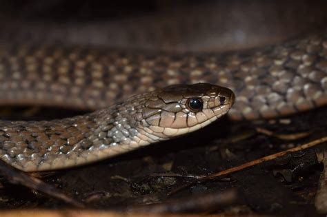 Snake Id The Snake Catcher Identify Snakes On The Sunshine Coast