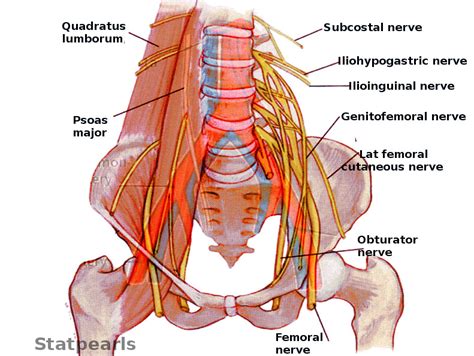 Figure Pelvic Nerves Contributed By S Bhimji Md Statpearls Ncbi