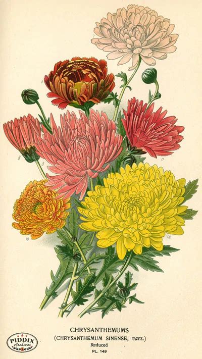 All Piddix Images For Licensing Page Piddix Chrysanthemum