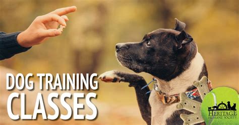 Dog Training Classes Heritage Humane