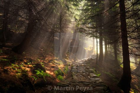 Beams Of Light Shine Through The Trees In A Forest Creating A Magical