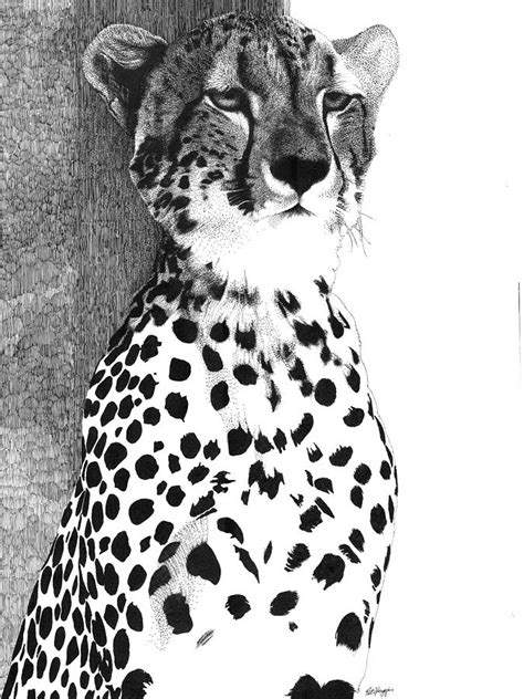 Cheetah Drawing By Pat Huggins Fine Art America