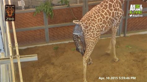 Katie The Giraffe Gives Birth Birth Only Animal Planet