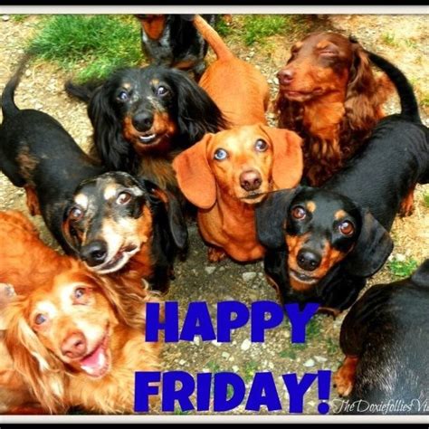 Happy Friday Dachshund Love Weenie Dogs Dog Rules