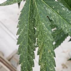 Two Spotted Spider Mites How To Identify And Treat Them In Your
