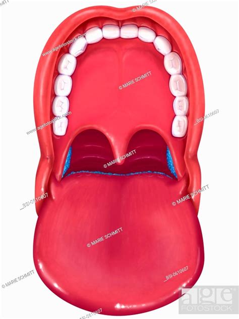 Tonsil Drawing Anatomy Of The Mouth Tongue Teeth Palate Uvula