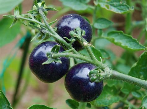 10 Exotic Fruits And Vegetables You Can Grow At Home Better Housekeeper