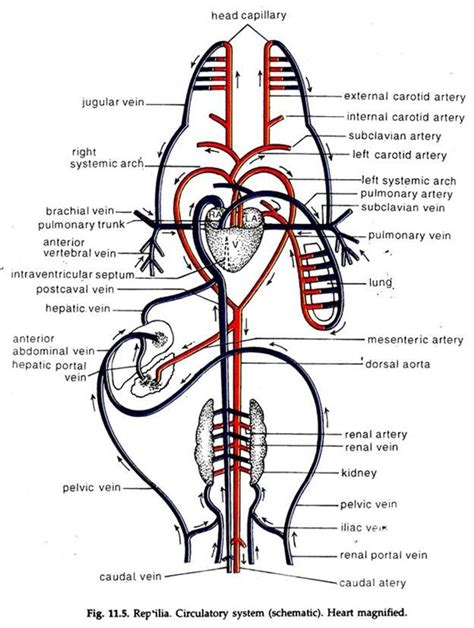 Mammalian Circulatory System