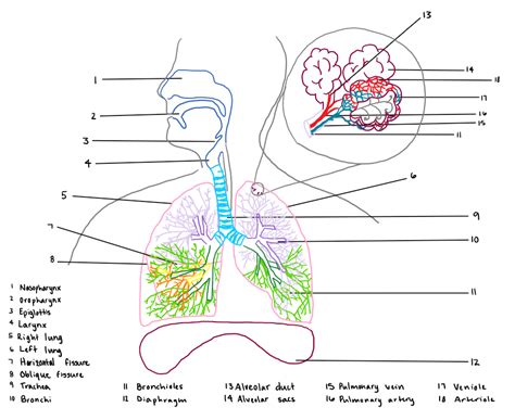 How To Draw The Human Respiratory System 13 Steps With Pictures