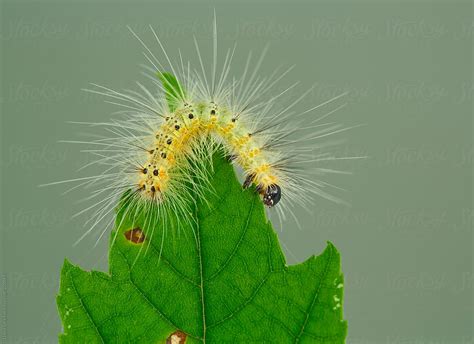 A Hairy Caterpillar Eating A Maple Leaf By Stocksy Contributor David