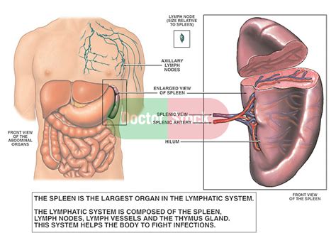 It has numerous folds on its internal surface and is the location of most absorption of nutrients and minerals. Anatomy of the Spleen | Doctor Stock