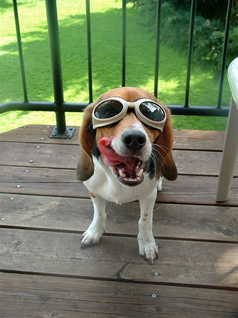 Cool Dog My Beagle Rocking His Doggles Dreamsindigital87 Flickr
