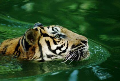 Tygrys Malajski Ciekawostki Fakty Oraz Informacje Fajne Podr E