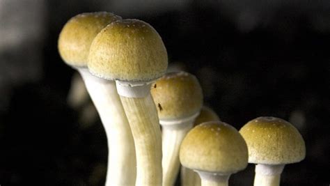‘magic Mushrooms In Denver Measure To Decriminalize Passes In Final