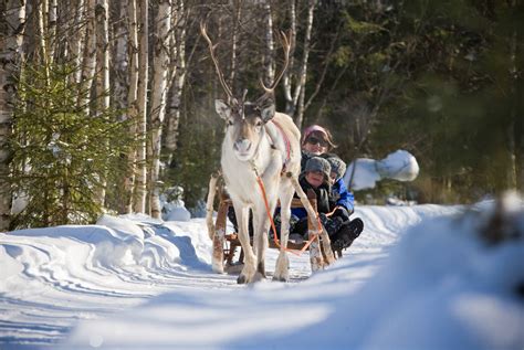 Ride A Reindeer Sleigh Holidays 20232024 Best Served Scandinavia