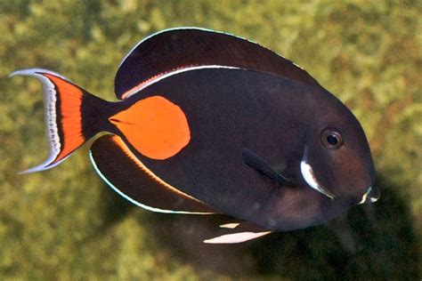 Common Hawaiian Fish Names And Pictures