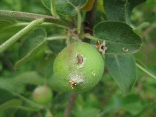 Plum curculio, conotrachelus nenuphar (herbst) (coleoptera: Healthy Fruit 2010 Vol. 18:9 | UMass Center for ...