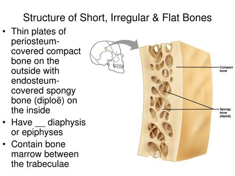 Bone Structure And Function Ppt