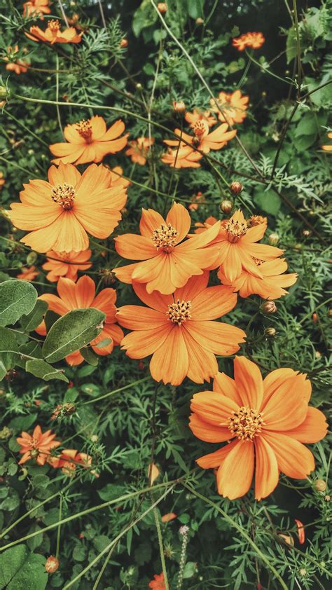 Orange Flower Pictures Download Free Images On Unsplash