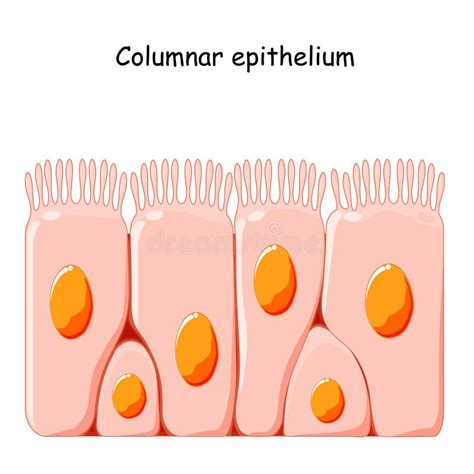 Ciliated Columnar Epithelium Stock Vector Illustration Of Education