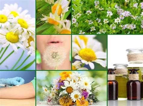 6 Home Remedies For Allergies The Complete Herbal Guide