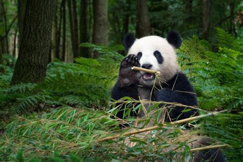 Giant Panda Facts For Kids Lovetoknow
