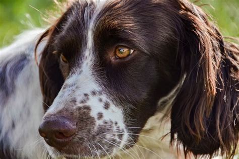 french spaniel information  characteristics names