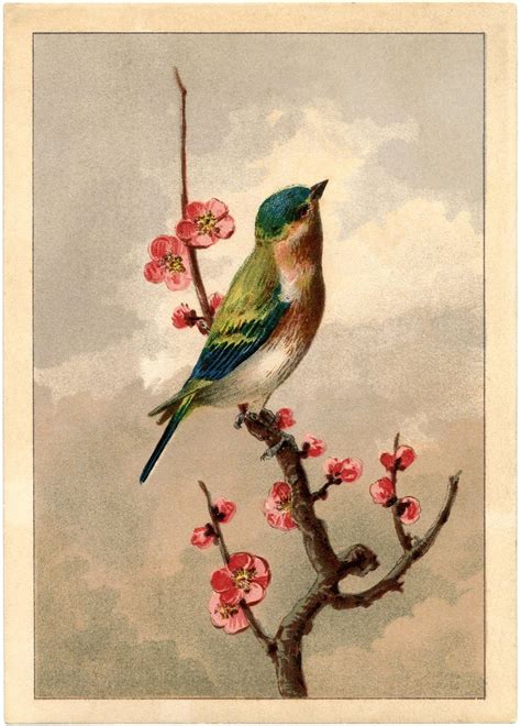 Pássaros Vintage Vintage Bird Illustration Bird Pictures Bird Prints
