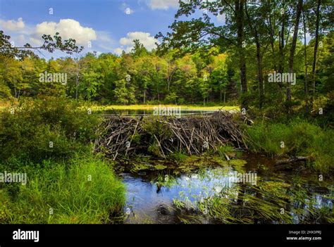 A North American Beaver Dam Built Along A Small Stream In Pennsylvania