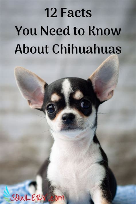 12 Important Chihuahua Facts You Should Know Before Taking Them Rv