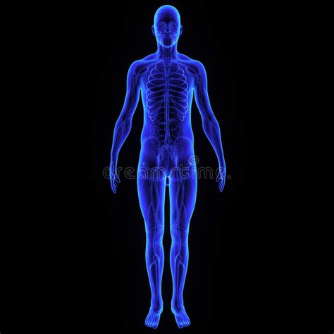 Body with Nervous system stock illustration. Illustration of blue