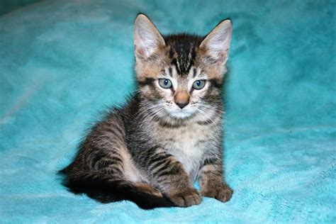 Find maine coon kittens in canada | visit kijiji classifieds to buy, sell, or trade almost anything! Maine Coon Cats For Sale | Philadelphia, PA #247213
