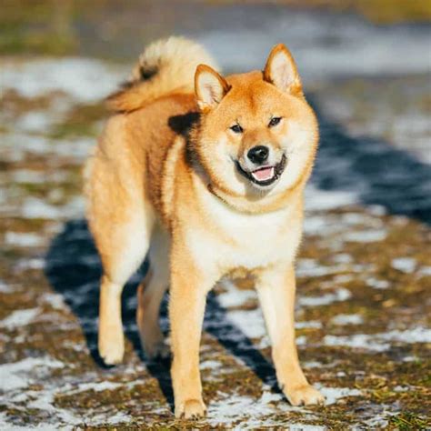 In a survey, the american pet products association found that it costs $1,641 per year on average to take care of a dog, between veterinary care, food. Shiba Inu Price (Puppy, Adoption, Breeders) - What They ...