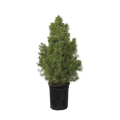 Flowerwood 25 Qt Dwarf Alberta Spruce Pyramidal Evergreen Shrubtree