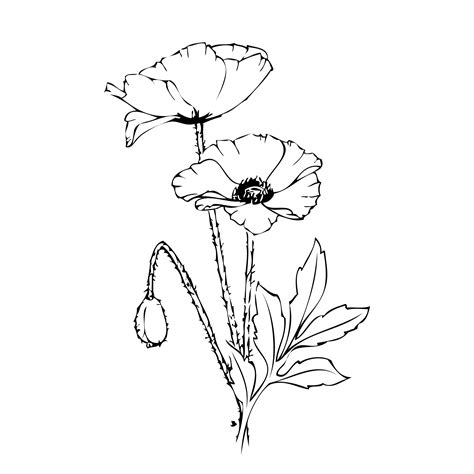 Dibujos Para Colorear De Flores Amapolas  Amapola Dibujo Dibujos