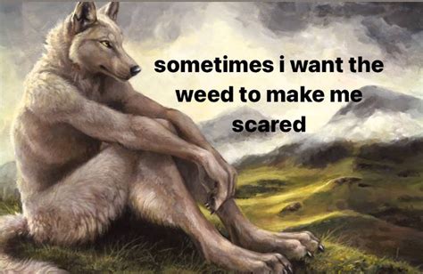 Sitting Wolf Wants Weed Scare Sitting Wolf Know Your Meme