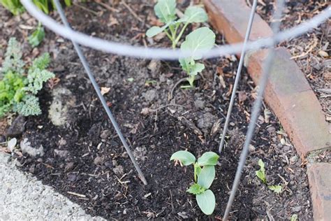 How To Grow Cucumbers With Tomato Cages Hunker