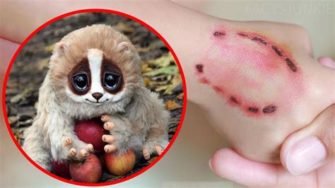 10 Cutest Animals That Can Actually Kill You Youtube