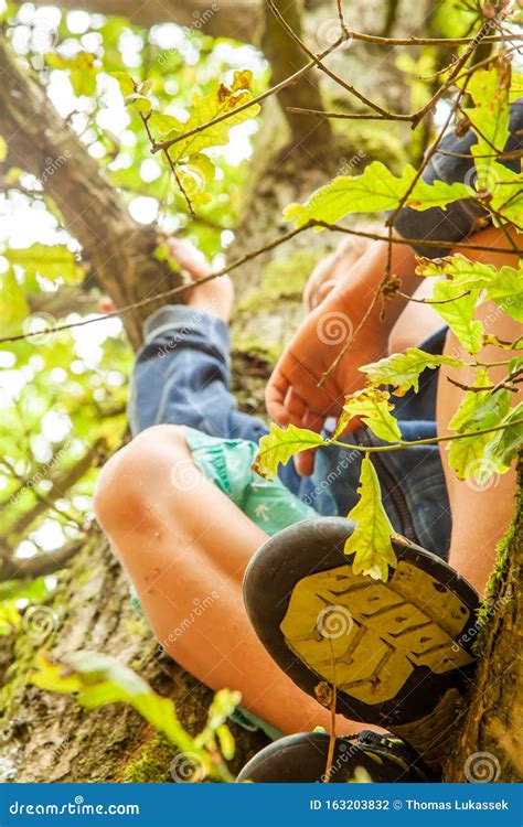 Junge Junge Die Im Baum Aufragend Stockfoto Bild Von Feiertag Schauen 163203832