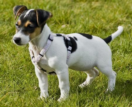 jack rat terrier info temperament puppies pictures