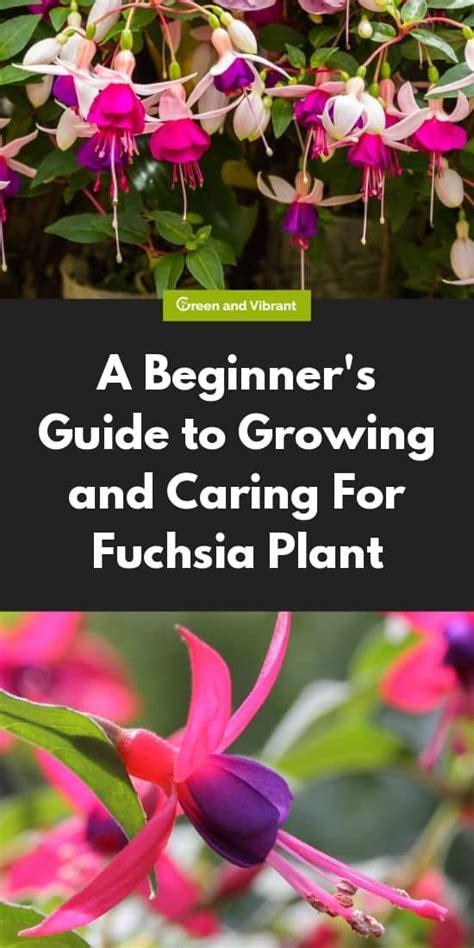 Fuchsia Plants For Sale Buying And Growing Guide Fuchsia