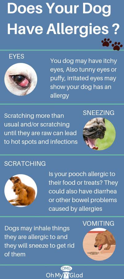 What Dog Owners Ought To Know About Dog Food Allergy Diet Dog Food