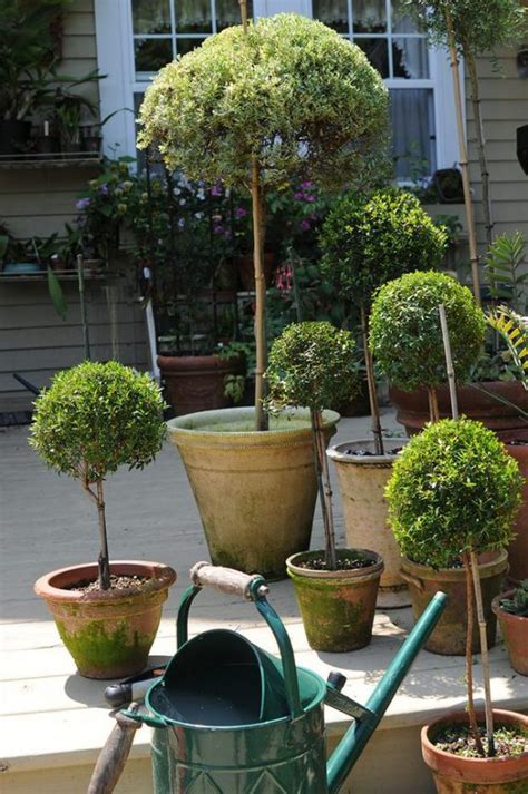 Diy Topiary Projects For The Garden The Garden Glove