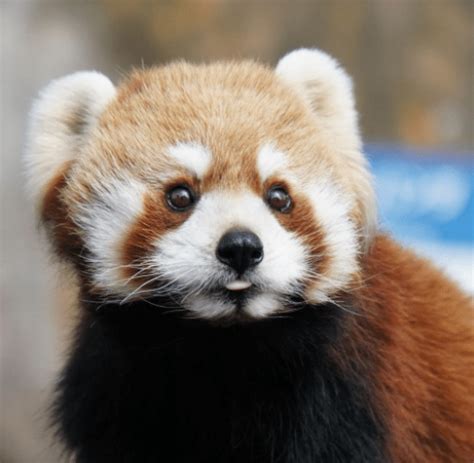 Baby Red Panda 😋 Aww
