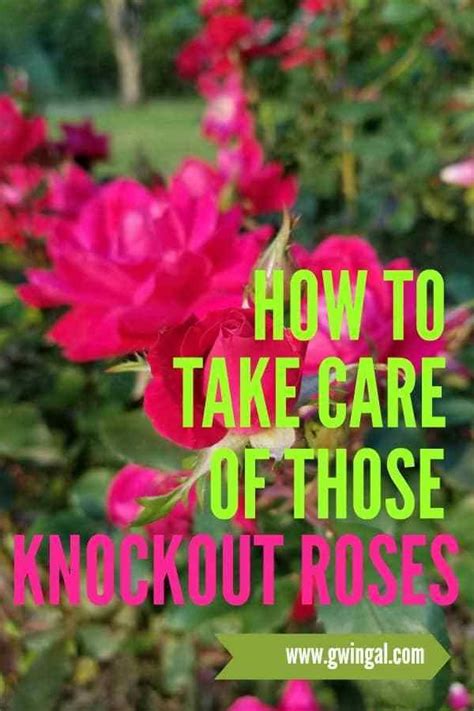 3 Care Tips For Knock Out Roses Knockout Roses Knockout Roses Care